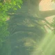 The great deku tree