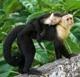 Capuchin