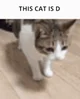 D Cat