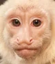 capuchin copy cat