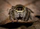 Jumpie the Spider