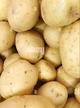 Potato