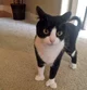 Tuxedo Cat