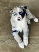 Australian Shepherd