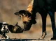 African wild dog