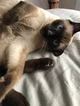 Siamese Cat