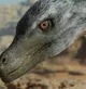 Velociraptor