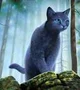 Blue star