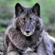 Black wolf