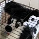 Furry stuck in cage
