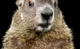 Groundhog