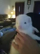 Baby girl the Ferret