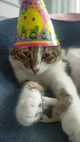 Birthday cat