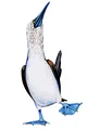 Blue Footed Booby