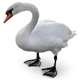 a swan