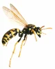 Wasp