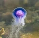 10000 iq jelly fish