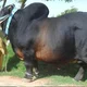 Big Bull