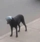 dog with sunglasses