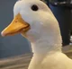 A duck 