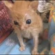 Scrunkly cat