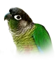 Green cheeked conure
