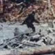 SCP-1000 bigfoot