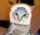 Bread Cat