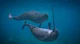 Narwhal -tusk-