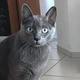 Korat