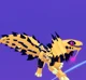 Cheet The Doragonix