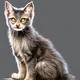 Lykoi Cat