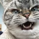 Angry cat