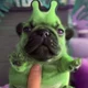 alien pug