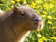 Capivara 