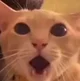 shocked cat