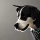 Your virtual pet dog