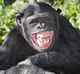Chimpanzee on Crack
