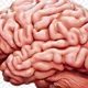 Brain