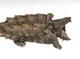 Alligator snapturtle