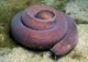 Haggy the Hagfish