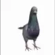 Pigeon with Problem