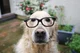 Smart dogo