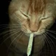 gato porro 