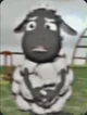 Wooly the sheep
