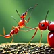 Fire Ant