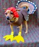 turkey dog