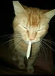 cat smoking