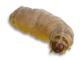 Random larvae 