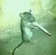 Cigarette mouse